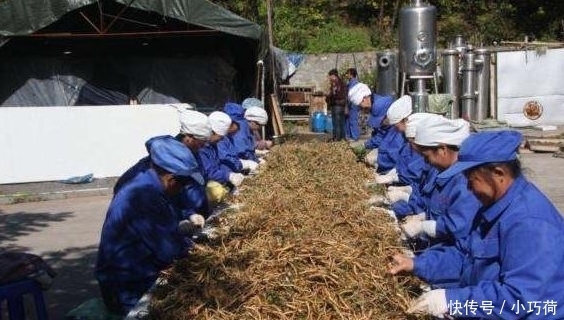 它是幽门螺杆菌的“死对头”! 经常吃一点, 修复胃粘膜, 胃慢慢变好