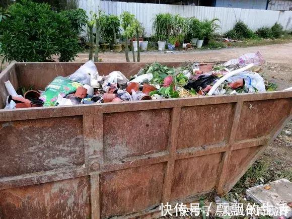 回家|垃圾桶里一堆“贵货”花,丢人也要捡,带回家就开花