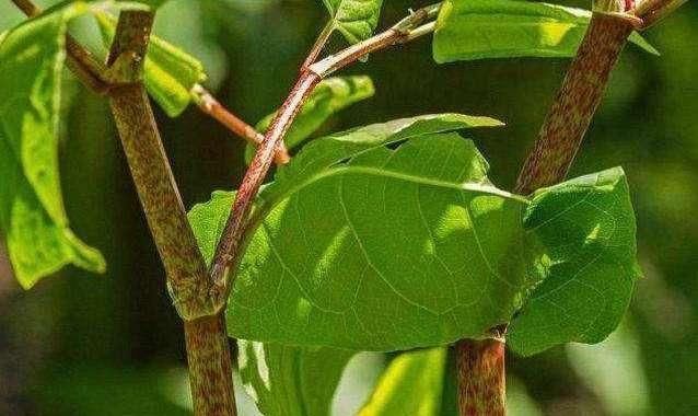 农村阴沟里这种野草，人称“活血龙”，能当野菜吃，还能活血化瘀