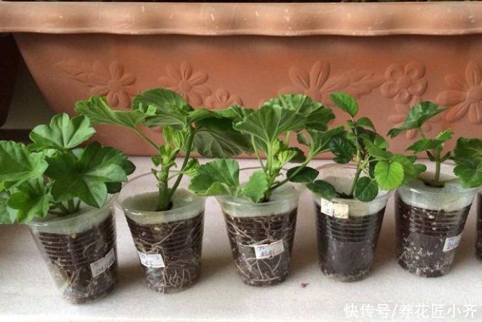 改善|夏天扦插易“黑杆”?原因很简单,通过4点就能改善,新手试一下