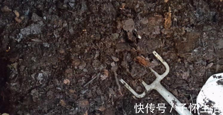 盆栽|挑战用树桩打造盆景,满足这3要求,个个美如画、增值不少