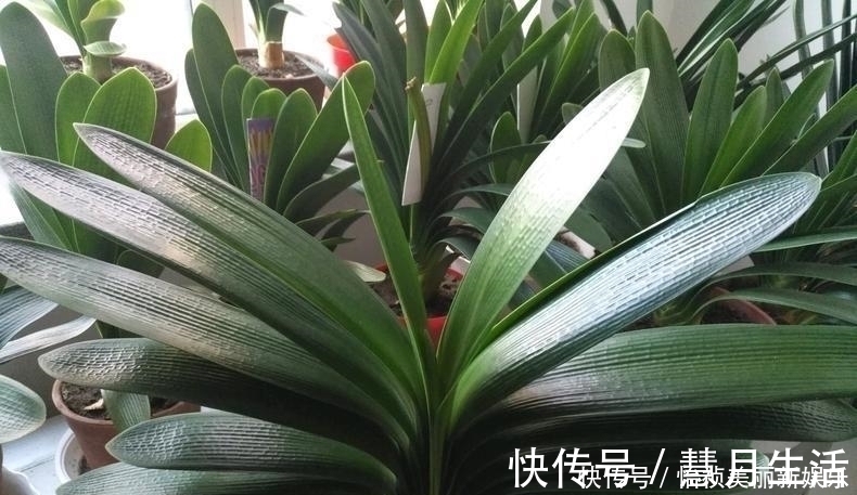 君子兰不长新叶多是这些因素导致这样养,让君子兰快速生长