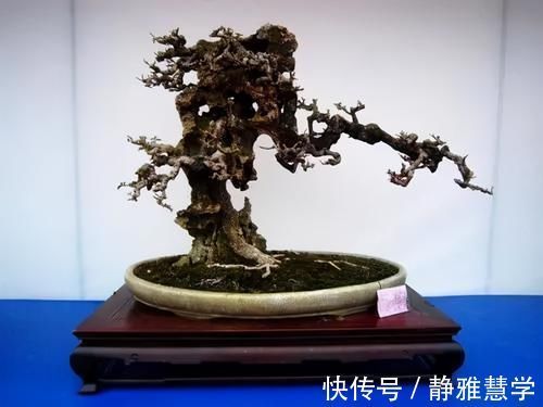 树种|盆景各式各样,叫法各有不同,基础的13种式样,你见过几种
