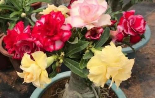  静养|沙漠玫瑰，冬季要静养，1多、2不要，不然开春只剩盆
