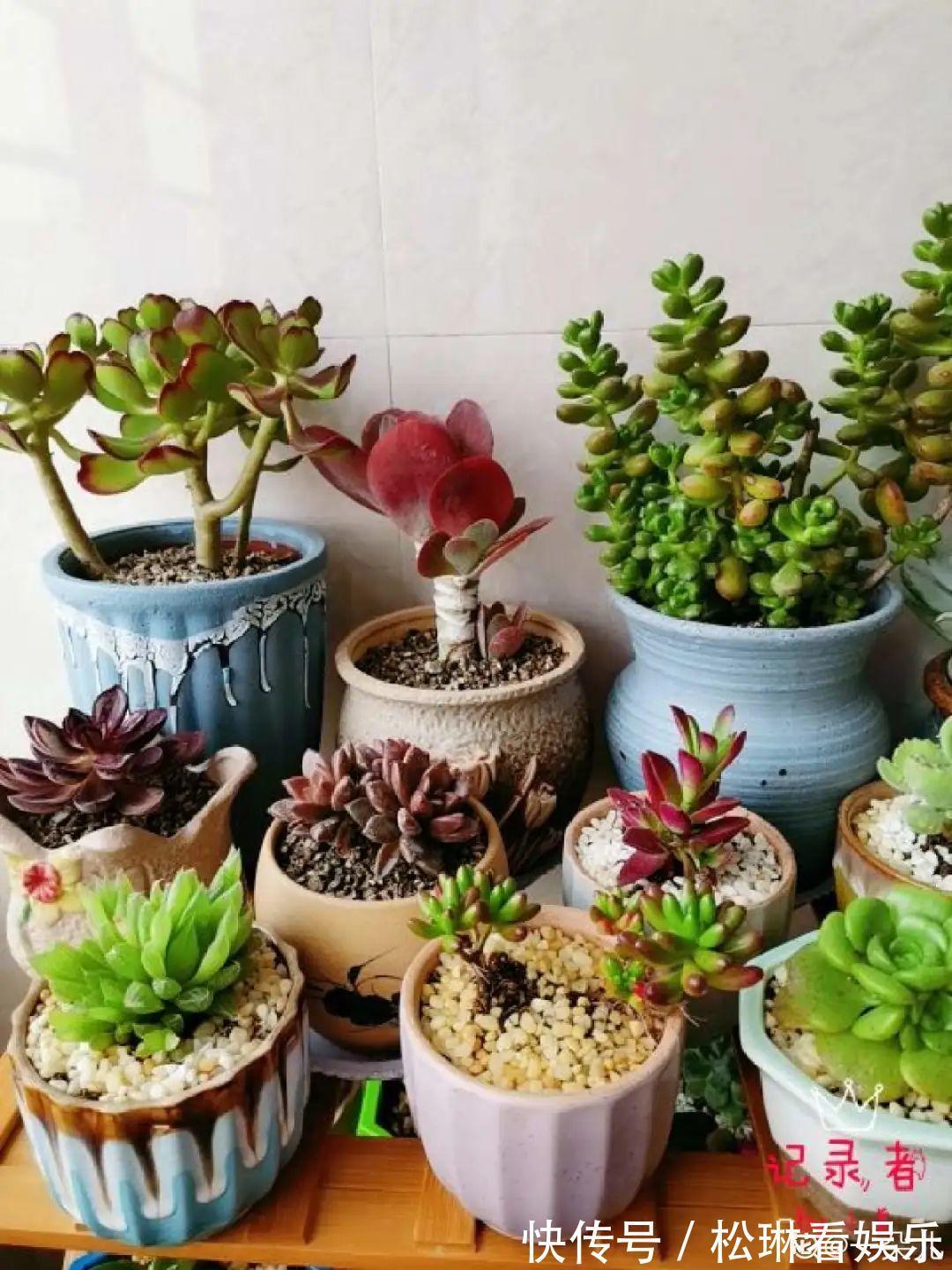 休眠|家里有这7种花,少浇水、不能晒,天热要休眠!