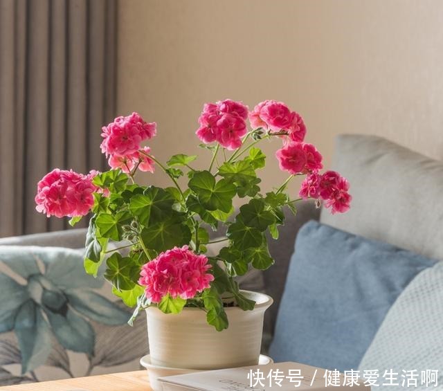 此花是世界名花,观赏价值高,花期全年,好养易成活,是盆栽佳品!