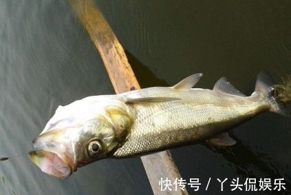 钓法|钓翘嘴想爆护?这种钓法简单又有效,咬钩的都是大货