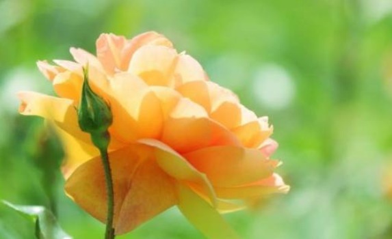 生活质量|“从不藏私房钱的”3生肖男,对老婆很忠诚,典型的居家好男人