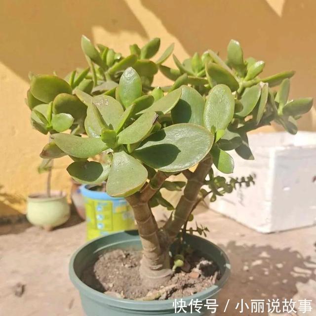 玉树这么养,整个冬天没黄叶,玉树临风,漂亮非凡!