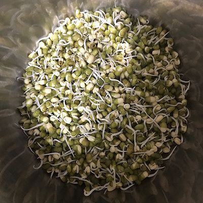 豆芽粉|绿豆芽成长记