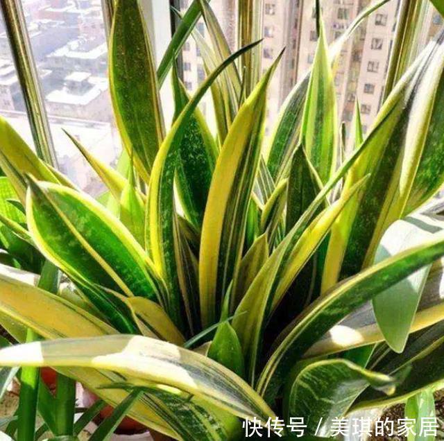 具状|虎皮兰进入8月经常“饿”,从三个方面喂饱它,才爱出小芽