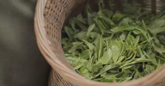 云雾|念念不忘,安顶茶