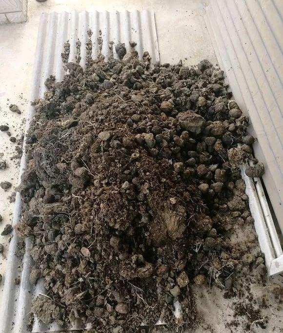 有机肥|花土硬得像石头,烂根又黄叶,灌点它很快变松软,不用换土!