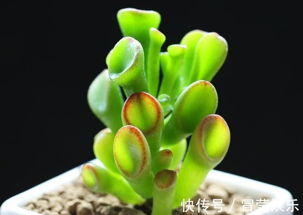 叶花月|多肉筒叶花月如何养教你3个妙招,叶片翠绿光泽,越长越旺!