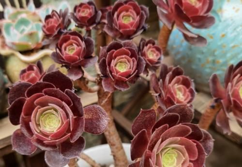 南方地区怎么养多肉植物？让养多肉7年以上的老玩家来给您说说