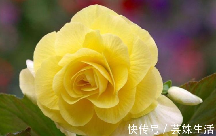 长寿花|邻居逛花市，只买这“3种花”，开花漂亮又好养，越养越上瘾