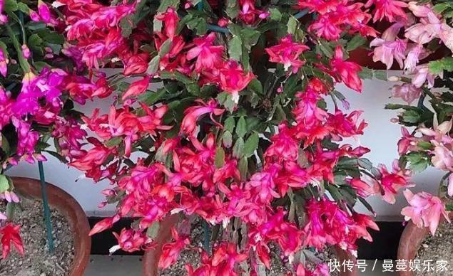 养蟹爪兰，这么浇水不仅不会死，反而开花越来越多