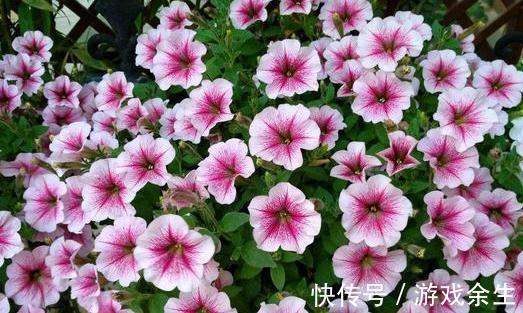 农历9月23日霜降后，养什么花？以下3种花，福宾客如云福开新运