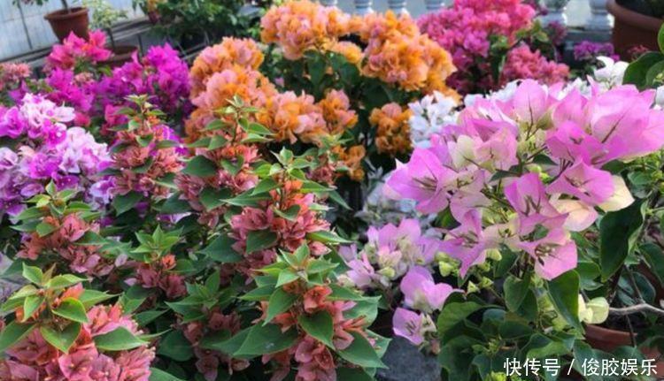 雨兰花|养花就养个花期长的，浇点水晒晒太阳就疯长，对待新手超友好