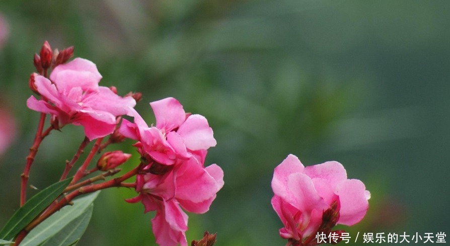 这些花草有人还在养,看到快扔掉,有毒害人真不浅!