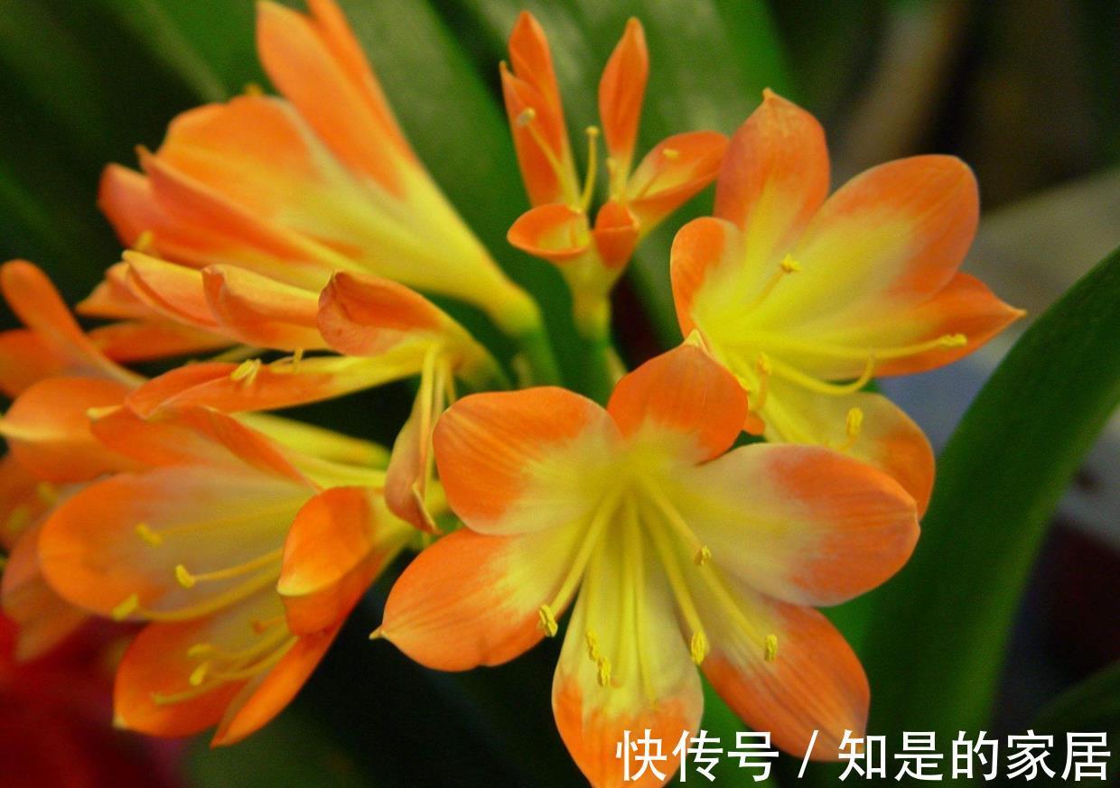 花盆儿|立秋之后，君子兰这么养，叶子厚又亮，开花大爆发