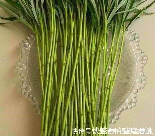 茼蒿|不识货的人,以为这种野草是茼蒿,其实名叫藜蒿,营养价值更高