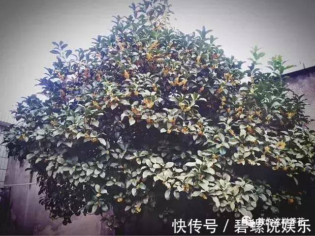 2种花“病菌”不喜欢,养1盆身体好,开花后满屋清香!