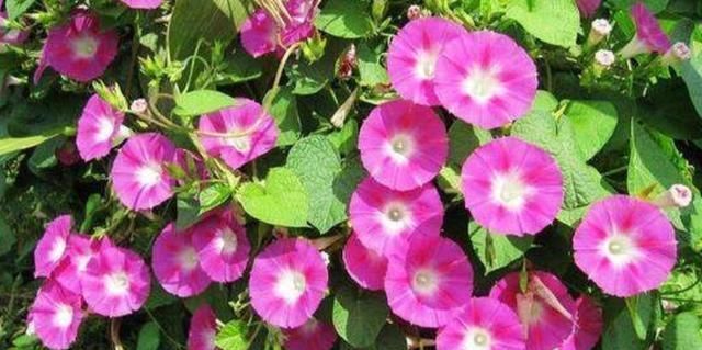 花期|4种普通的花草，适合庭院种植，播种一次，年年都能开花