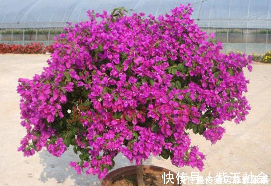 多元素|三角梅开花很简单，1种肥料常年用，叶片不发黄，四季花开不停！
