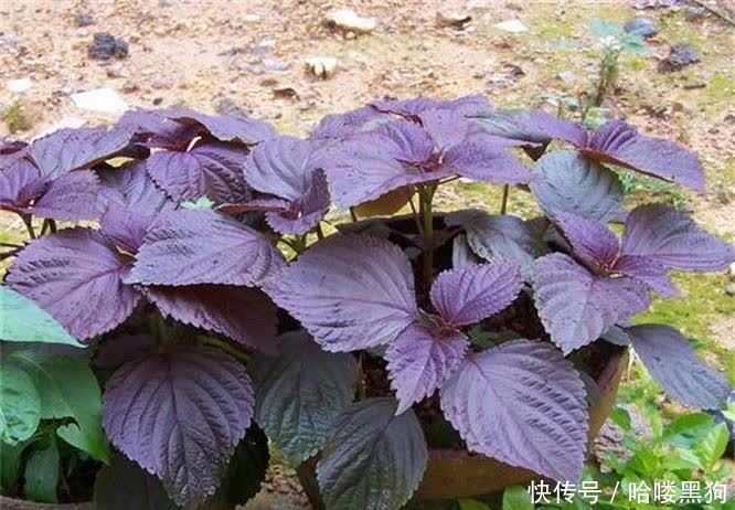 美容养颜|夏季养生,适合常吃3种食物,美容养颜,排毒瘦身,清理毒素