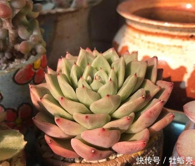 兰石|7字秘诀来养多肉，入坑9年多肉植物没徒也没腐