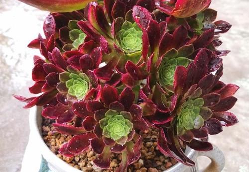 冬日浇花，牢记此4点，植物更容易活命