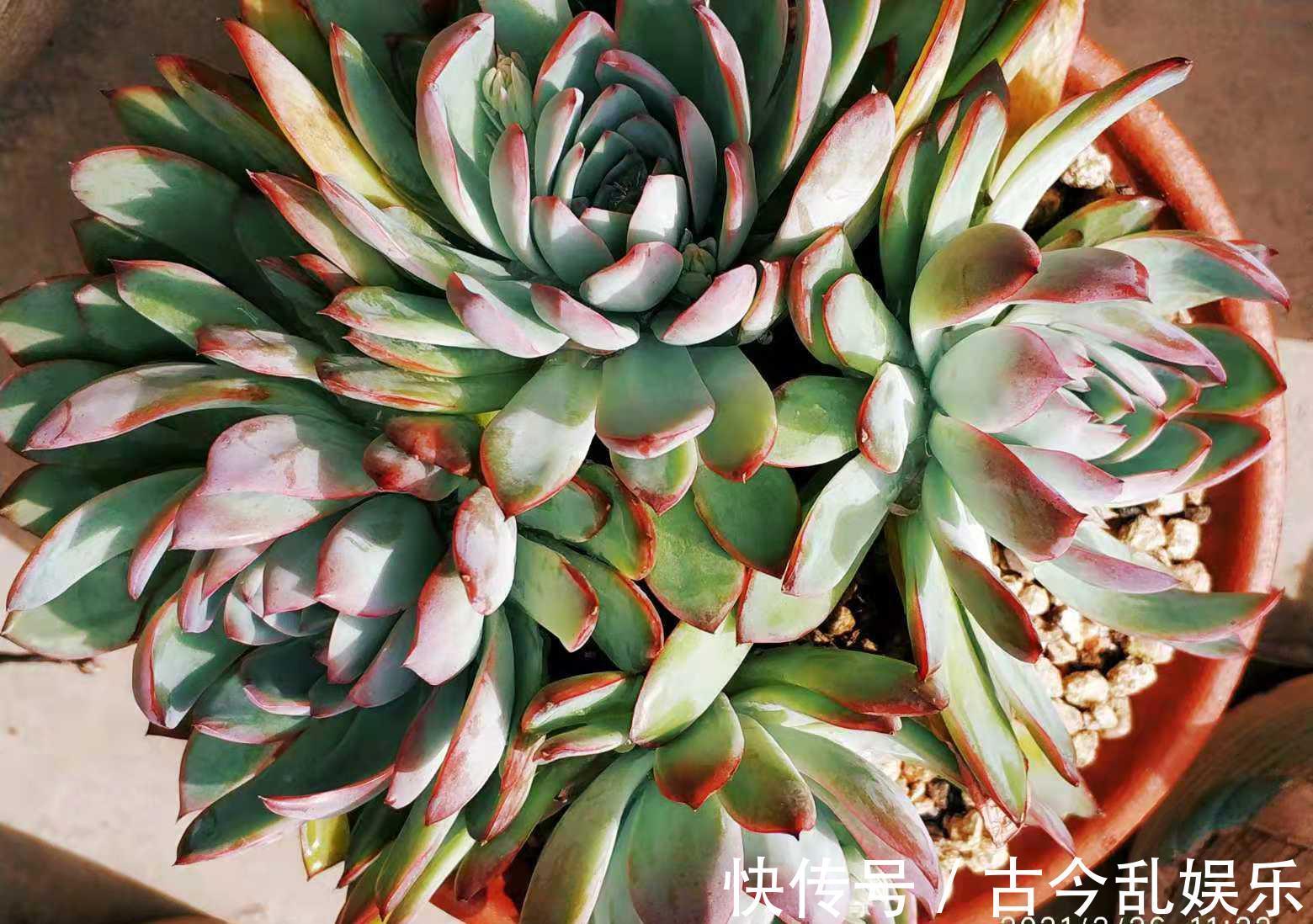 冬美人|养多肉不想买土?试试此8个品种,它们可以说是最不挑土的多肉了