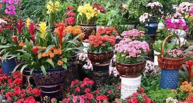 这3种东西“人见人嫌”,邻居却捡来养花,盆里埋1点