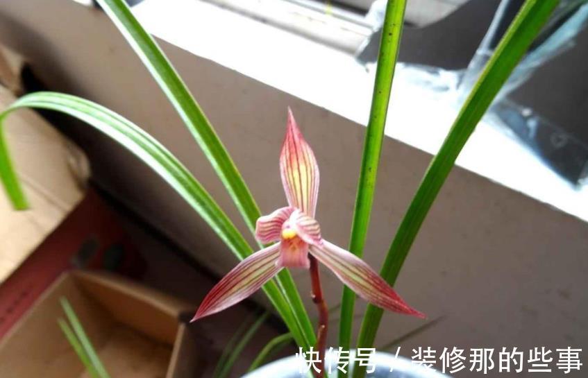 春剑红素之王:都江红素|春剑红素之王:都江红素,盆栽顾及到这些,品相完美,百看不厌