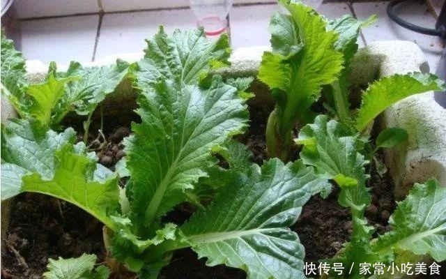 蔬菜|4种菜根不要扔 丢进花盆浇点水 半月又能长出一盆新蔬菜!