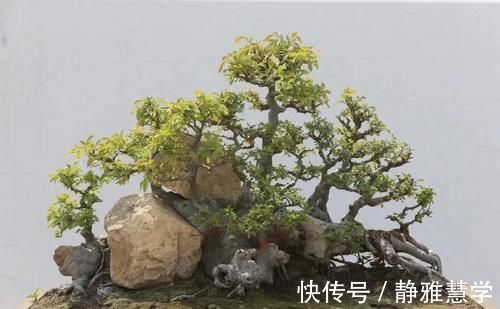 树种|盆景各式各样，叫法各有不同，基础的13种式样，你见过几种