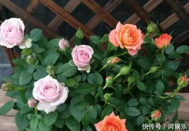 最厉害的养花营养液给月季喝一勺,像打鸡血般疯长不停