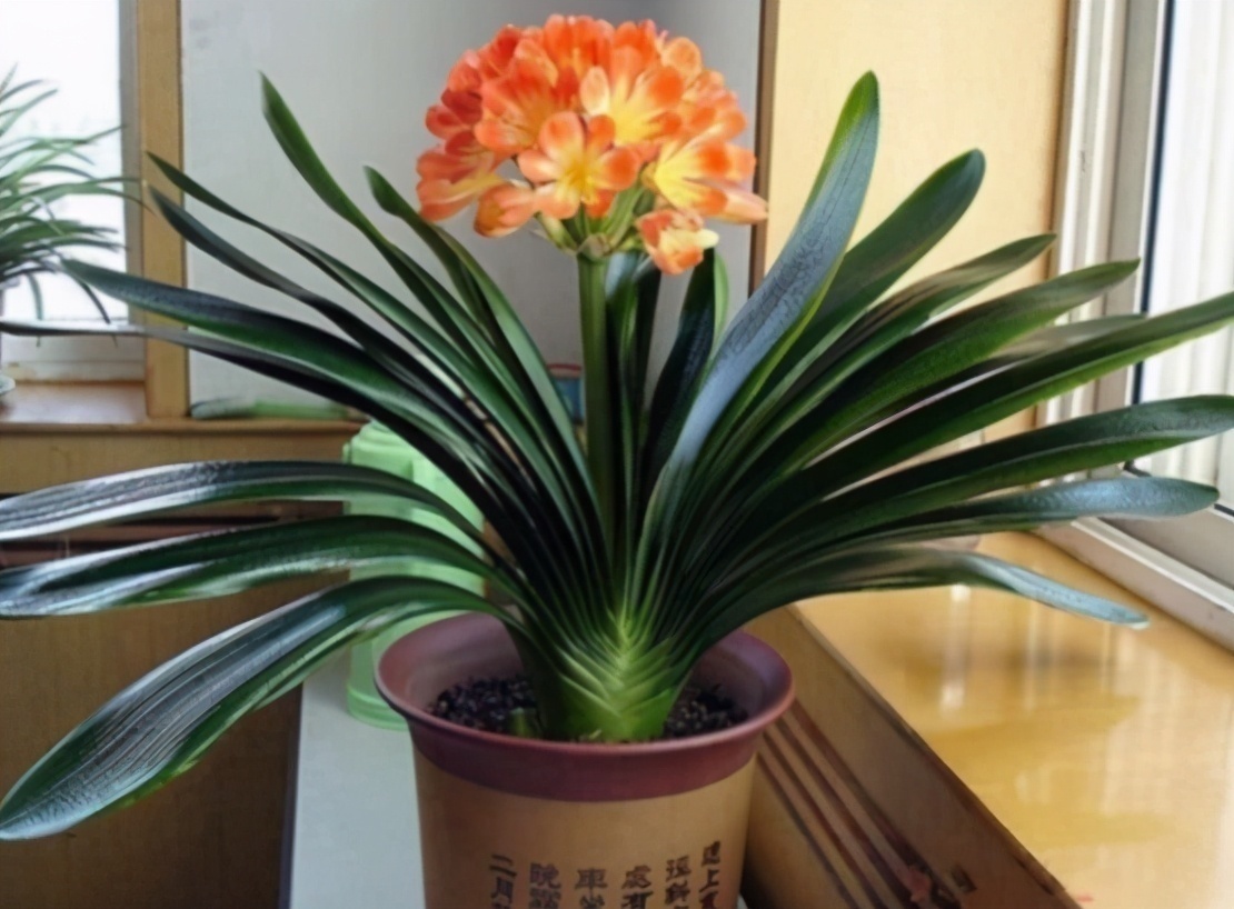 君子兰有“四爱”知道么这是养好它的关键,也能轻松养开花