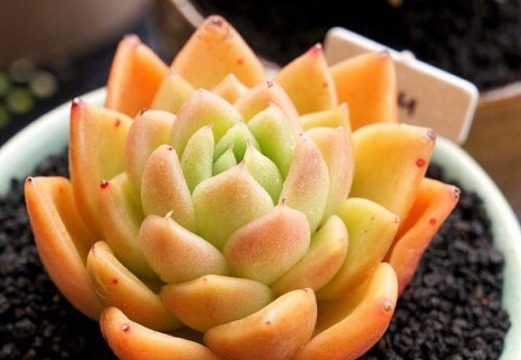 太主动和勤快，对多肉一点好处没有，而是催命符