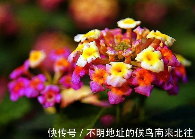 3种花适合养在阳台，好养易活不操心，夏天也能开花不断，美极了