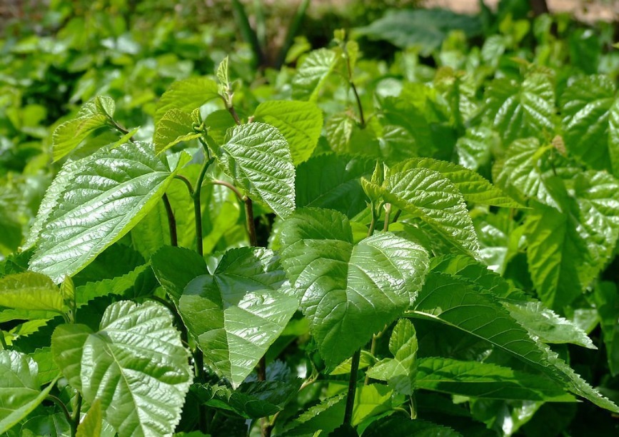 老中医|桑叶能用好,一定是个宝!一味神仙叶,8大妙用,8种病症都能治!