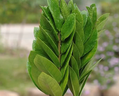 金钱树如何水培教你3个小步骤，水培后不仅易生根越长越旺盛