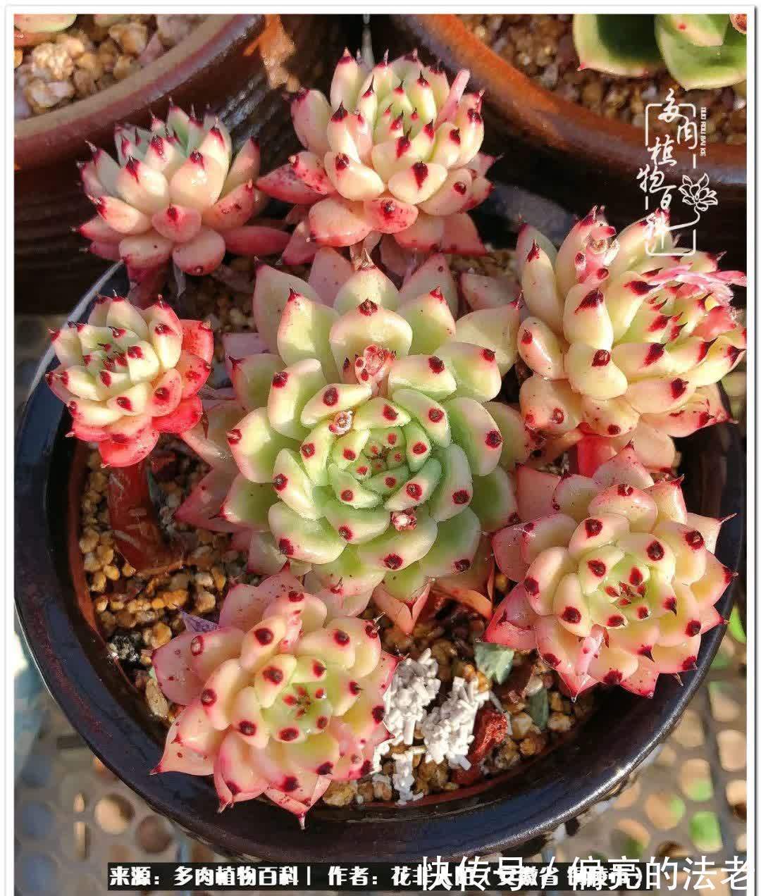 感恩遇见,感谢有你——多肉