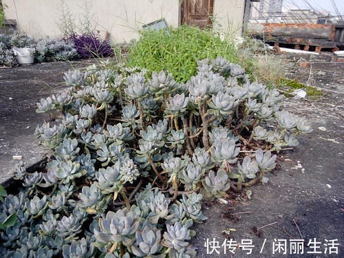 花盆|一种名叫“美人”的植物，皮实好养长得快，一棵长出一大片