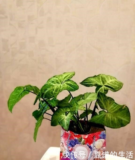 “10种”耐阴花,北阳台也能开花,现在养正是好时候!