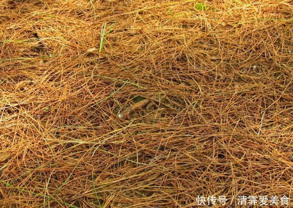 锯末|君子兰难养？花1分钟学会这3样东西的用法，爆盆不愁