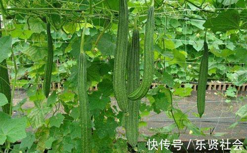 黄瓜|入秋后吃3瓜特养人，有1瓜伤人，知道的人不多