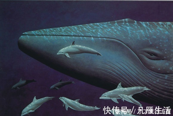 近海之王|红发香克斯拥有世界第一霸气,为什么还会被近海之王啃掉一条胳膊!