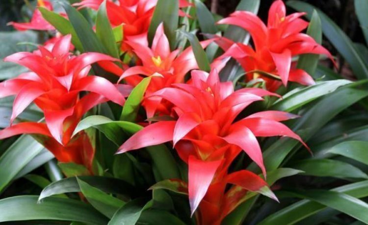 绿萝|养此款花卉，好养如绿萝，简单易成活，纯洁美